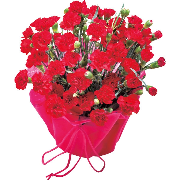 【母の日】カーネーション鉢植え 赤 (お祝いギフト) 送料込み