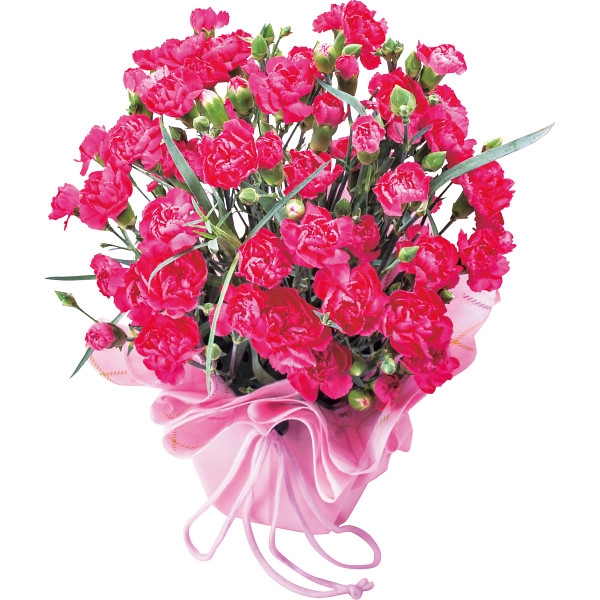 【母の日】カーネーション鉢植え ピンク (お祝いギフト) 送料込み