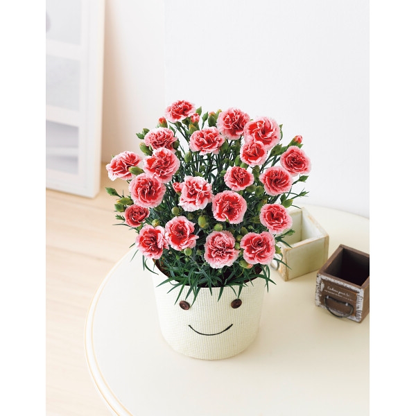 【母の日】カーネーション鉢植え「いちごホイップ」5号 (お祝いギフト) 送料込み