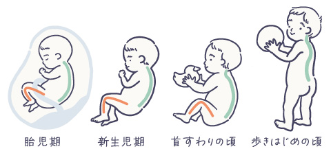 成長段階の赤ちゃんの体
